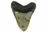 Bargain, Fossil Megalodon Tooth - North Carolina #153132-1